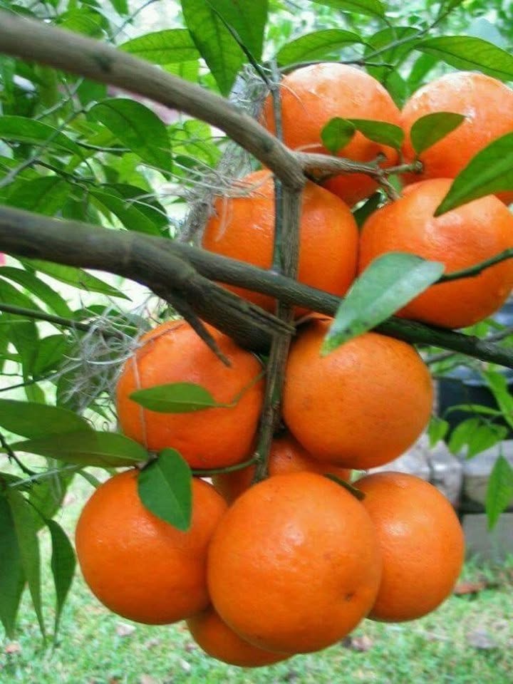 naranče na drvetu